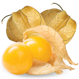 PHYSALIS PHYSALIS